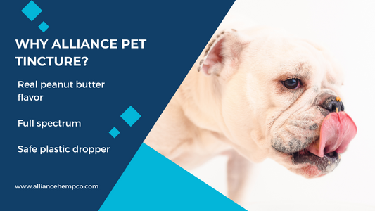 CBD Tinctures for Pets: Supporting Your Furry Friend’s Wellness